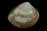 藏品(文蛤)的圖片